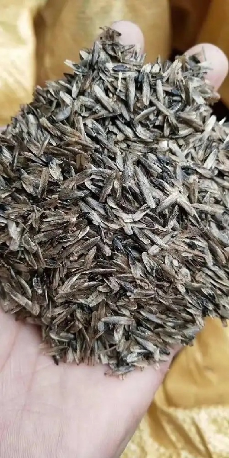 枫香种子林木种子四季庭院