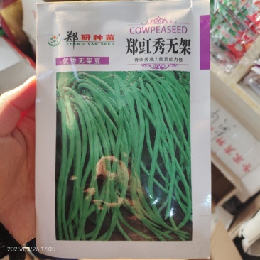无架豆角种子