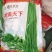 无架豆角种子
