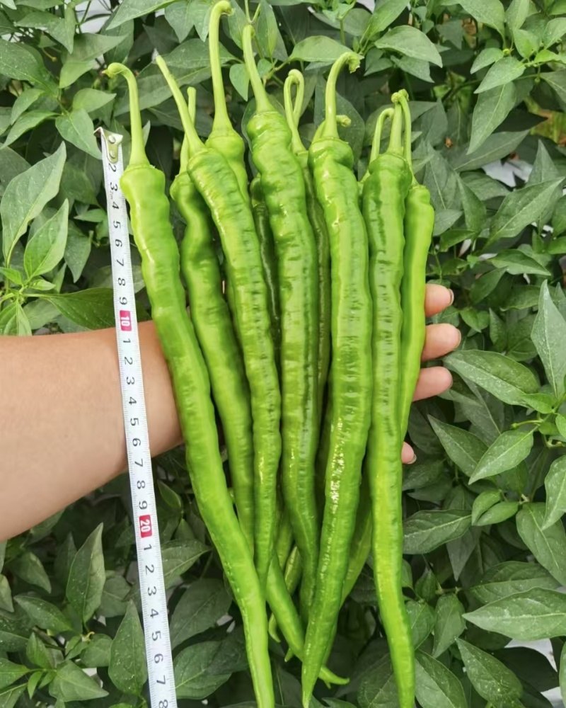 长研辣椒种子长剑长羊角椒种子高产香辣粗长线椒种籽软皮辣椒