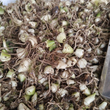 毛慈菇大量有货
