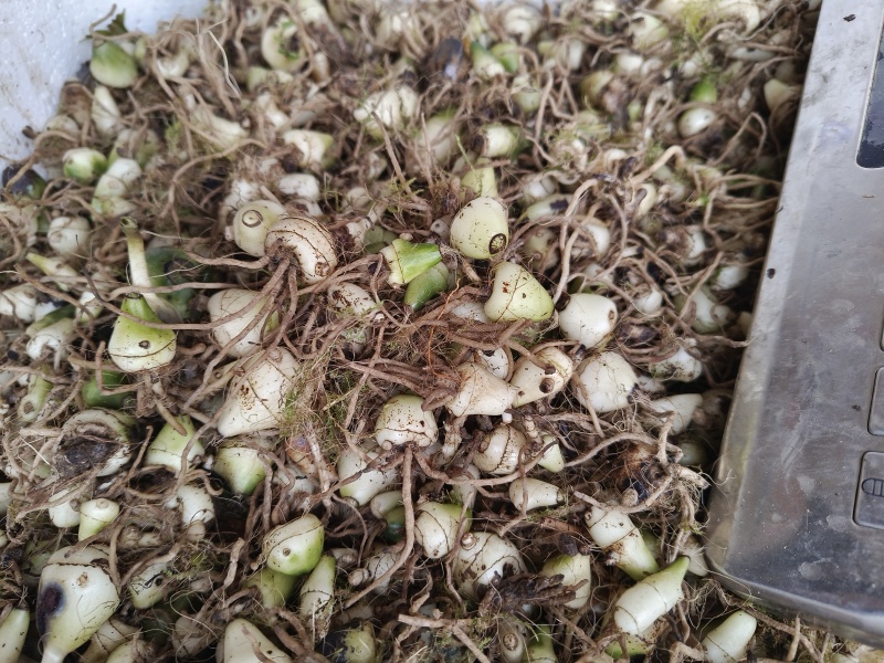 毛慈菇大量有货