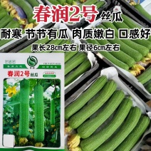 春润2号丝瓜种子节节有瓜杂交丝瓜种子三比二类型中长棒耐寒