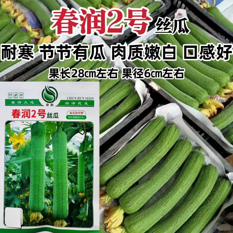春润2号丝瓜种子节节有瓜杂交丝瓜种子三比二类型中长棒耐寒