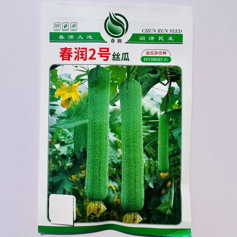 春润2号丝瓜种子节节有瓜杂交丝瓜种子三比二类型中长棒耐寒