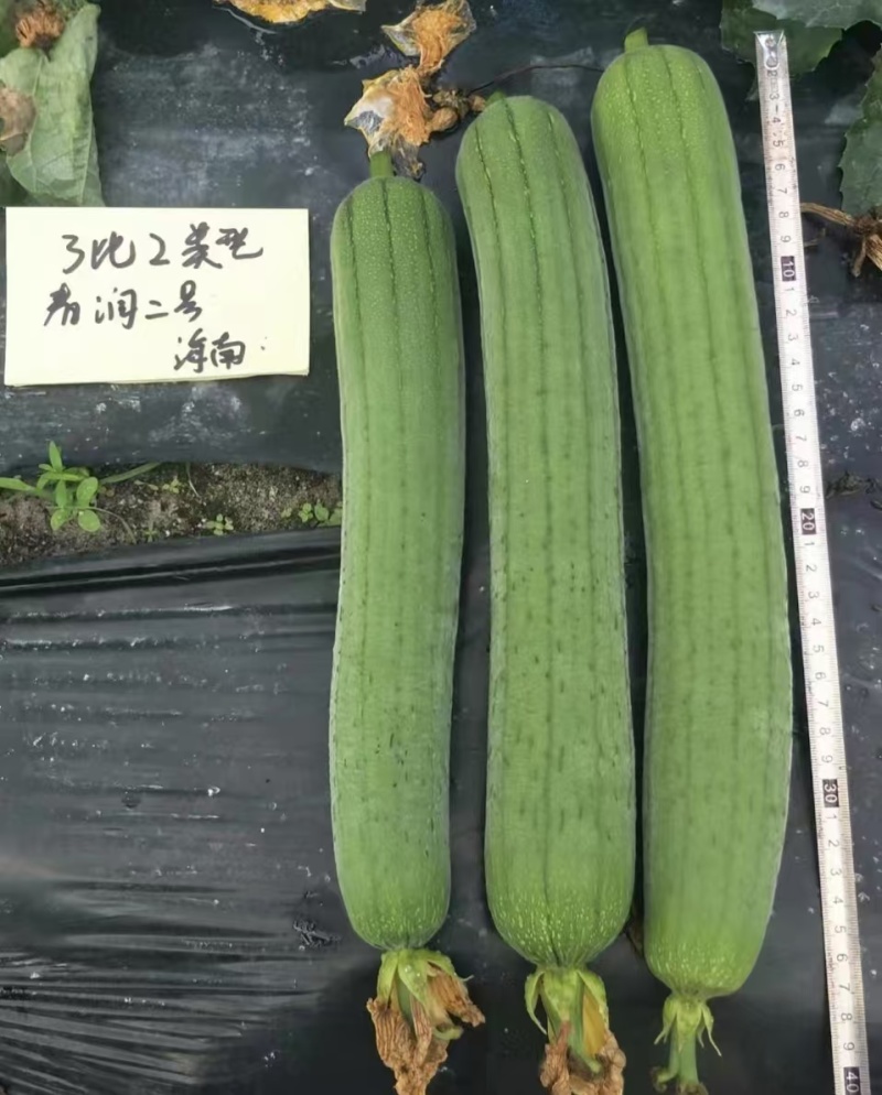 春润2号丝瓜种子节节有瓜杂交丝瓜种子三比二类型中长棒耐寒