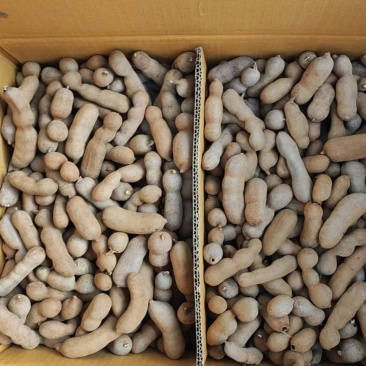 酸甜角一件代发全国发货