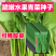 云南特色四季播种绿杆青菜种子小苦菜味略苦花叶宽叶菜
