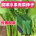 云南特色四季播种绿杆青菜种子小苦菜味略苦花叶宽叶菜