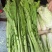 云南特色四季播种绿杆青菜种子小苦菜味略苦花叶宽叶菜