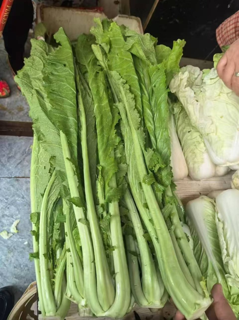 云南特色四季播种绿杆青菜种子小苦菜味略苦花叶宽叶菜