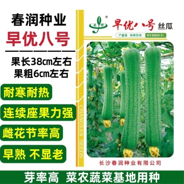 春润丝瓜种子早熟早优八号丝瓜种子不显老耐寒耐热春夏秋丝瓜