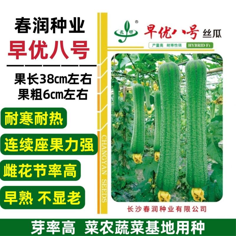 春润丝瓜种子早熟早优八号丝瓜种子不显老耐寒耐热春夏秋丝瓜