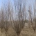 10--12公分紫叶李移栽假植苗