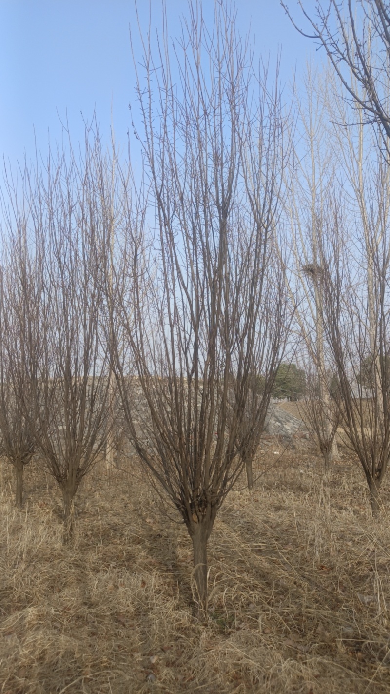 10--12公分紫叶李移栽假植苗