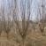 10--12公分紫叶李移栽假植苗