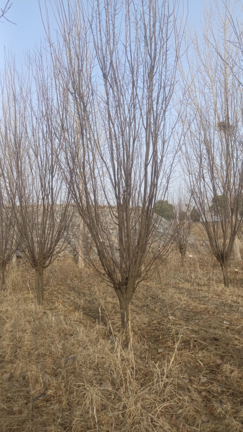 10--12公分紫叶李移栽假植苗