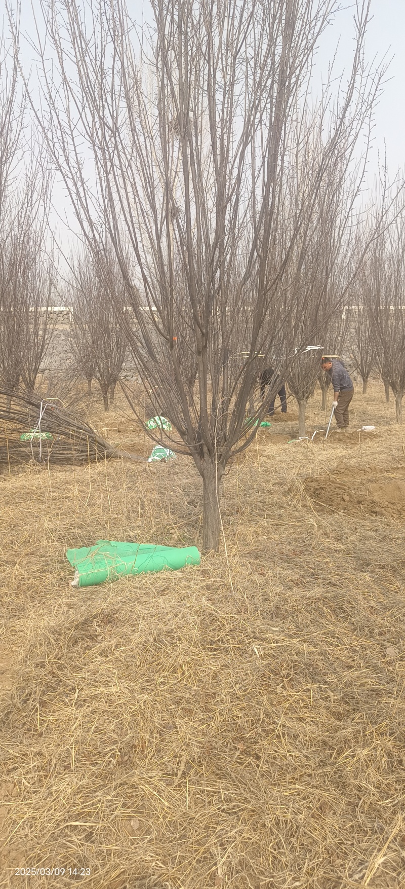 10--12公分紫叶李移栽假植苗