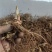大量出售华重楼块茎种苗品种好产量高可按斤卖
