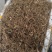 大量出售华重楼块茎种苗品种好产量高可按斤卖