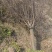 榆叶梅8--12公分土球移栽苗，非常适合夏季施工单位
