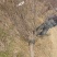 榆叶梅8--12公分土球移栽苗，非常适合夏季施工单位