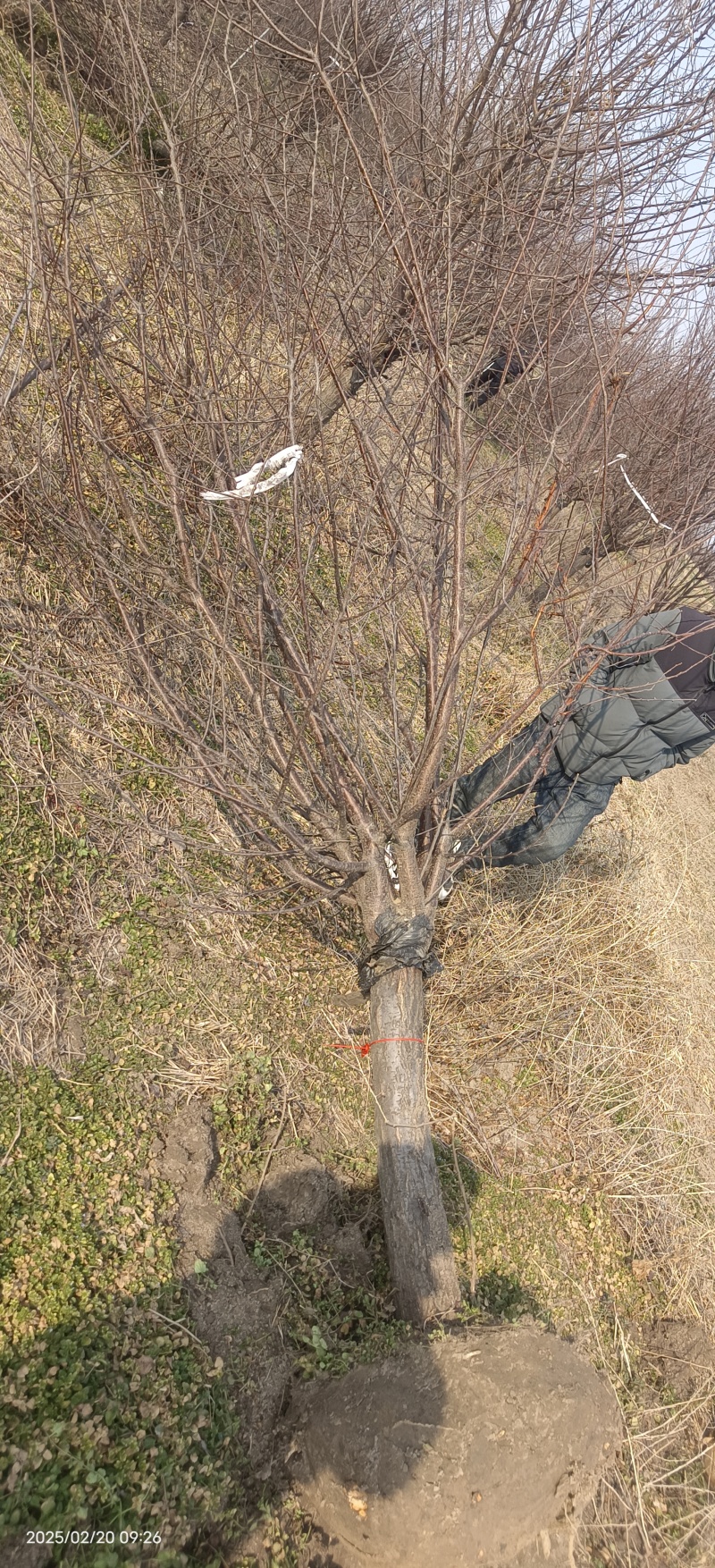 榆叶梅8--12公分土球移栽苗，非常适合夏季施工单位