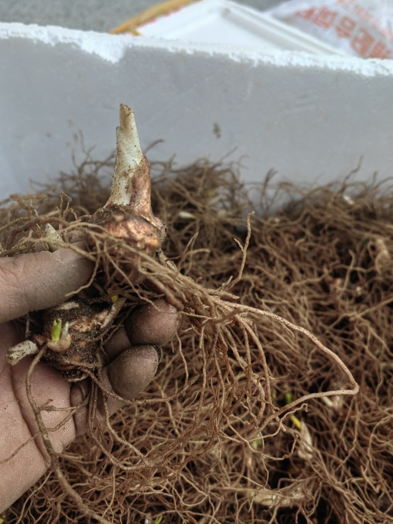 大量出售华重楼块茎种苗品种好产量高可按斤卖