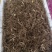 大量出售华重楼块茎种苗品种好产量高可按斤卖
