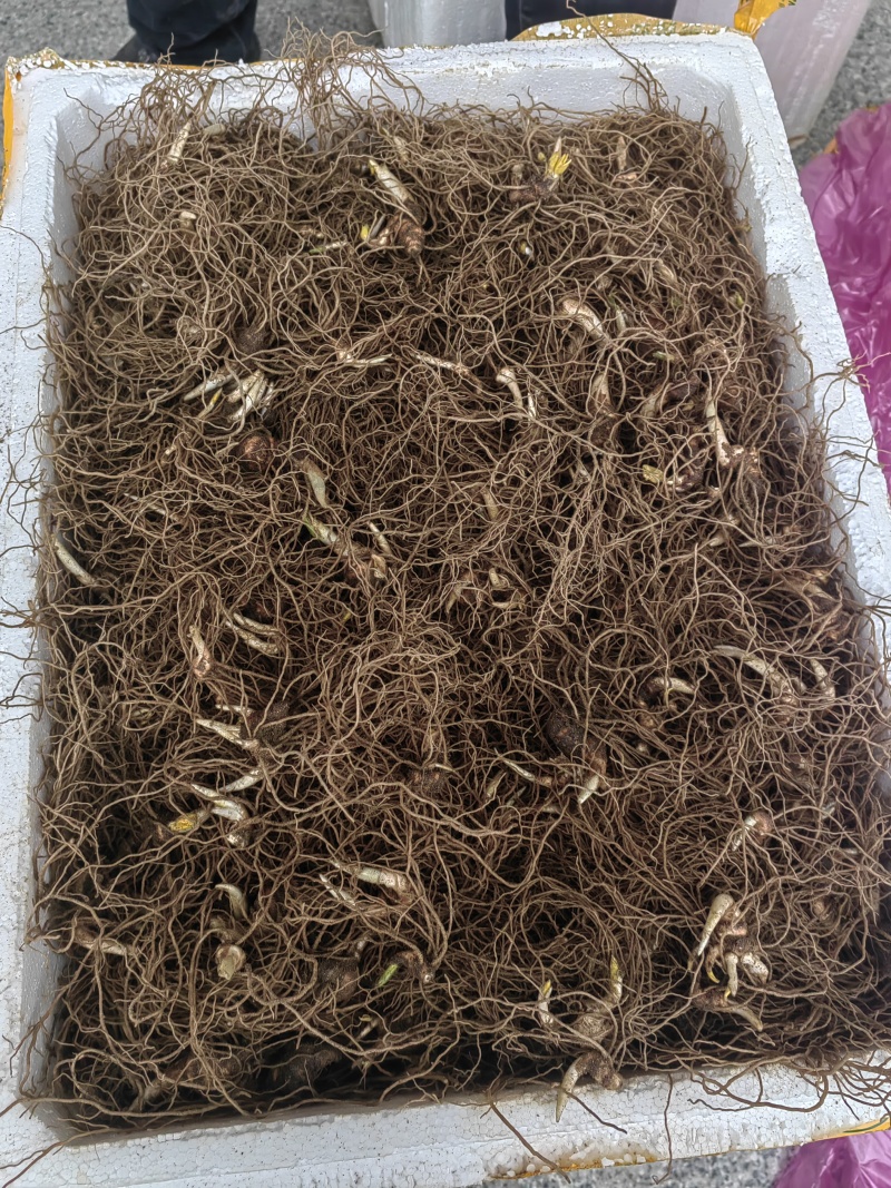 大量出售华重楼块茎种苗品种好产量高可按斤卖