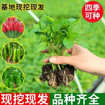 朝天椒苗灯笼椒苗羊角椒苗薄皮椒苗品种齐全成活高