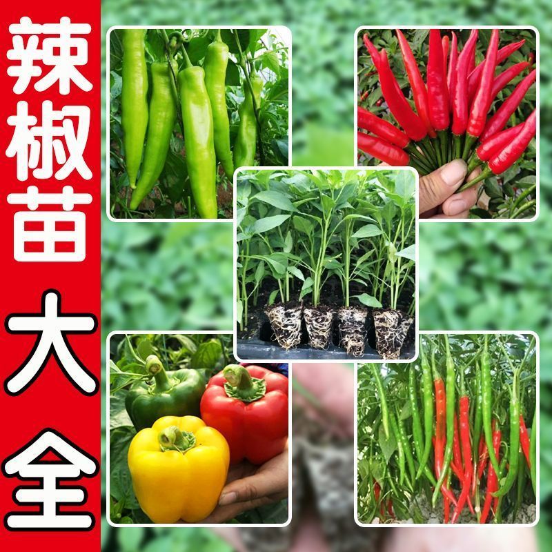 朝天椒苗灯笼椒苗羊角椒苗薄皮椒苗品种齐全成活高
