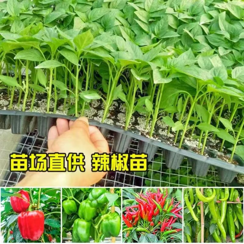 朝天椒苗灯笼椒苗羊角椒苗薄皮椒苗品种齐全成活高