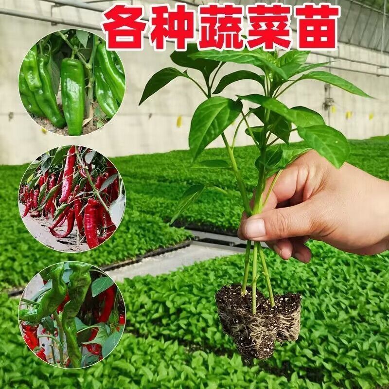 朝天椒苗灯笼椒苗羊角椒苗薄皮椒苗品种齐全成活高