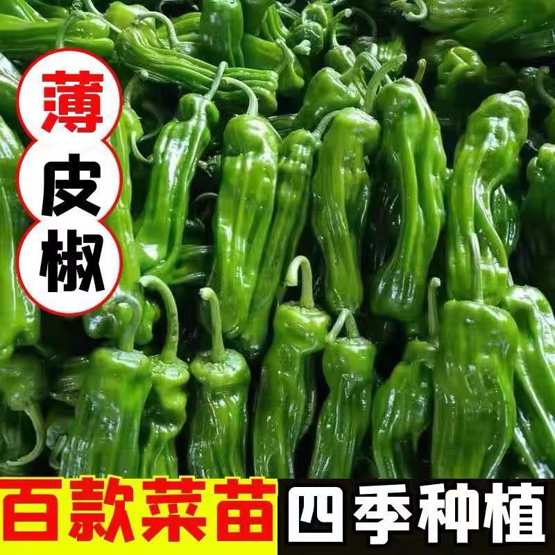 朝天椒苗灯笼椒苗羊角椒苗薄皮椒苗品种齐全成活高
