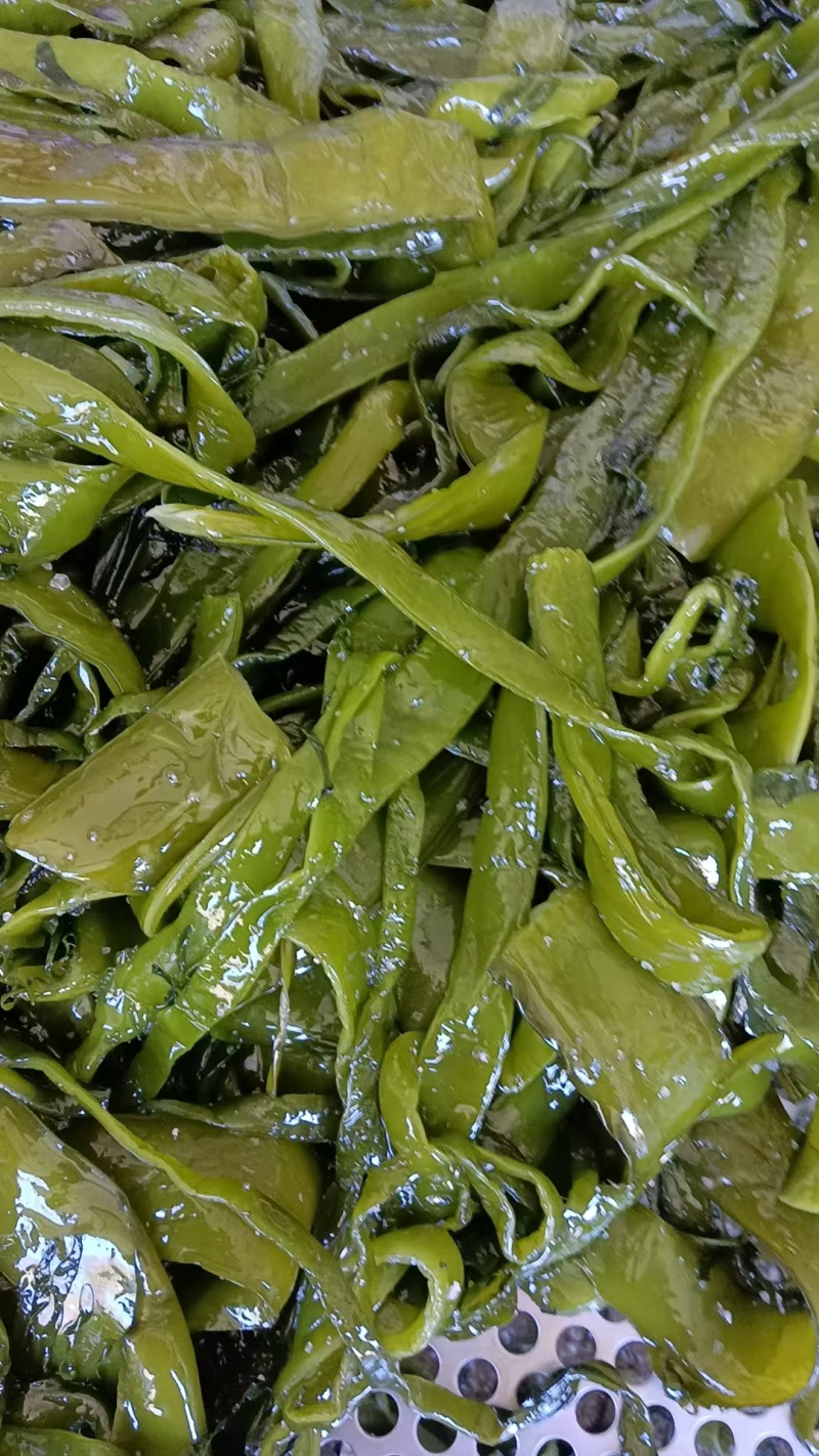 裙带菜一级梗