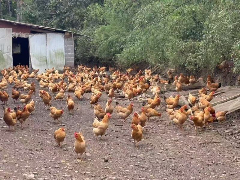 【自产自销】高品质散养土鸡蛋粉蛋360枚/箱码号齐全