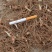 大量出售华重楼块茎种苗品种好产量高可按斤卖