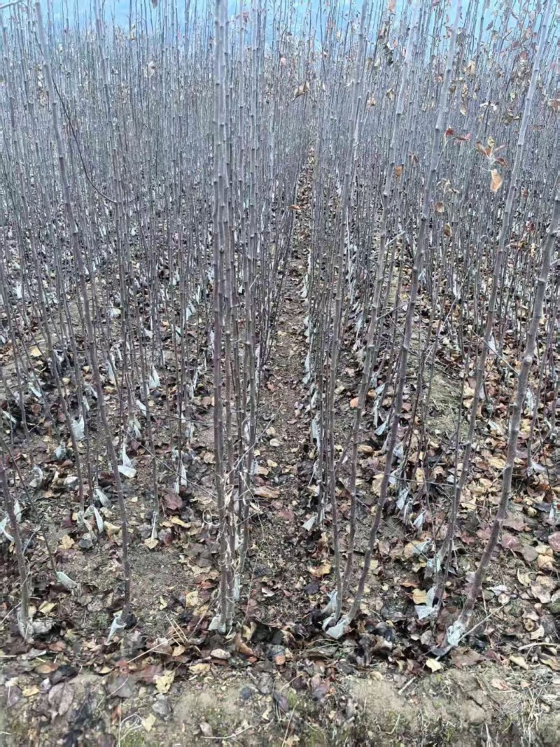 大量出售苹果苗