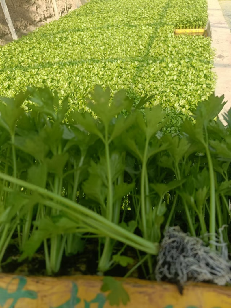 云南精品西芹苗批发货源充足量大从优