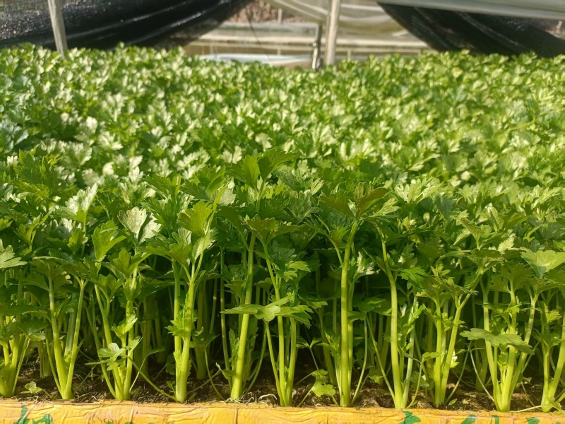 云南精品西芹苗批发货源充足量大从优