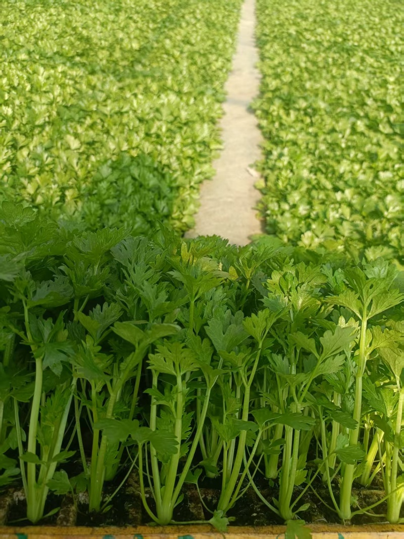 云南精品西芹苗批发货源充足量大从优
