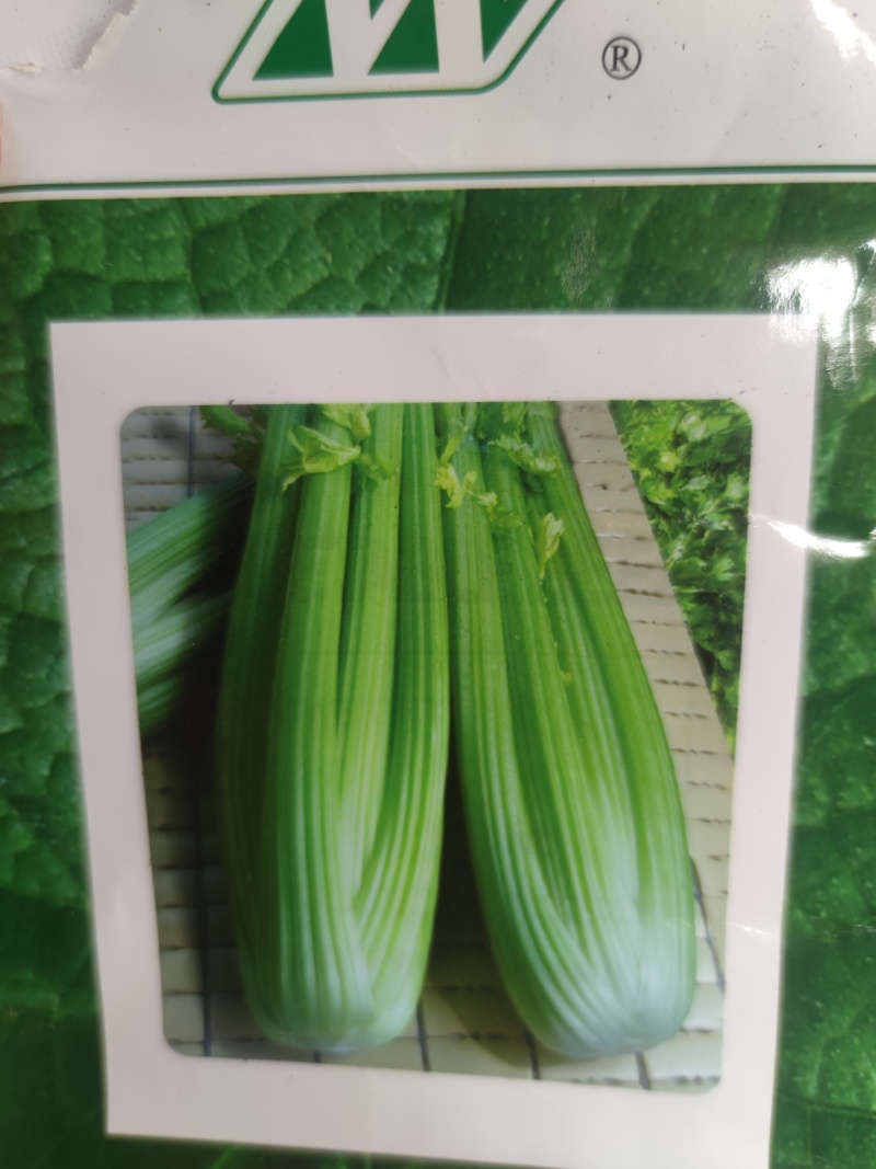 云南精品西芹苗批发货源充足量大从优
