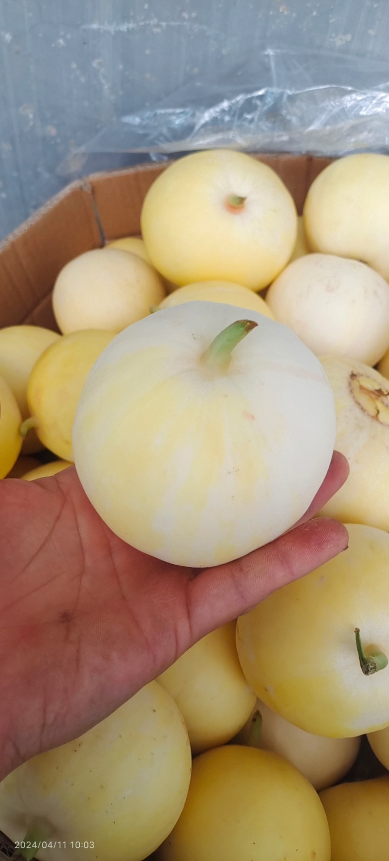 电商，网红品牌，小密蜂甜瓜