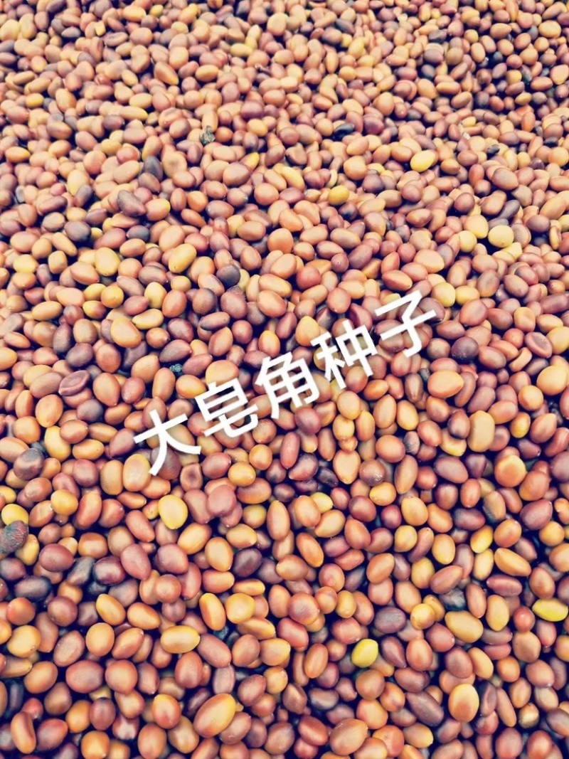 中皂角种子大皂角种子篱笆围栏