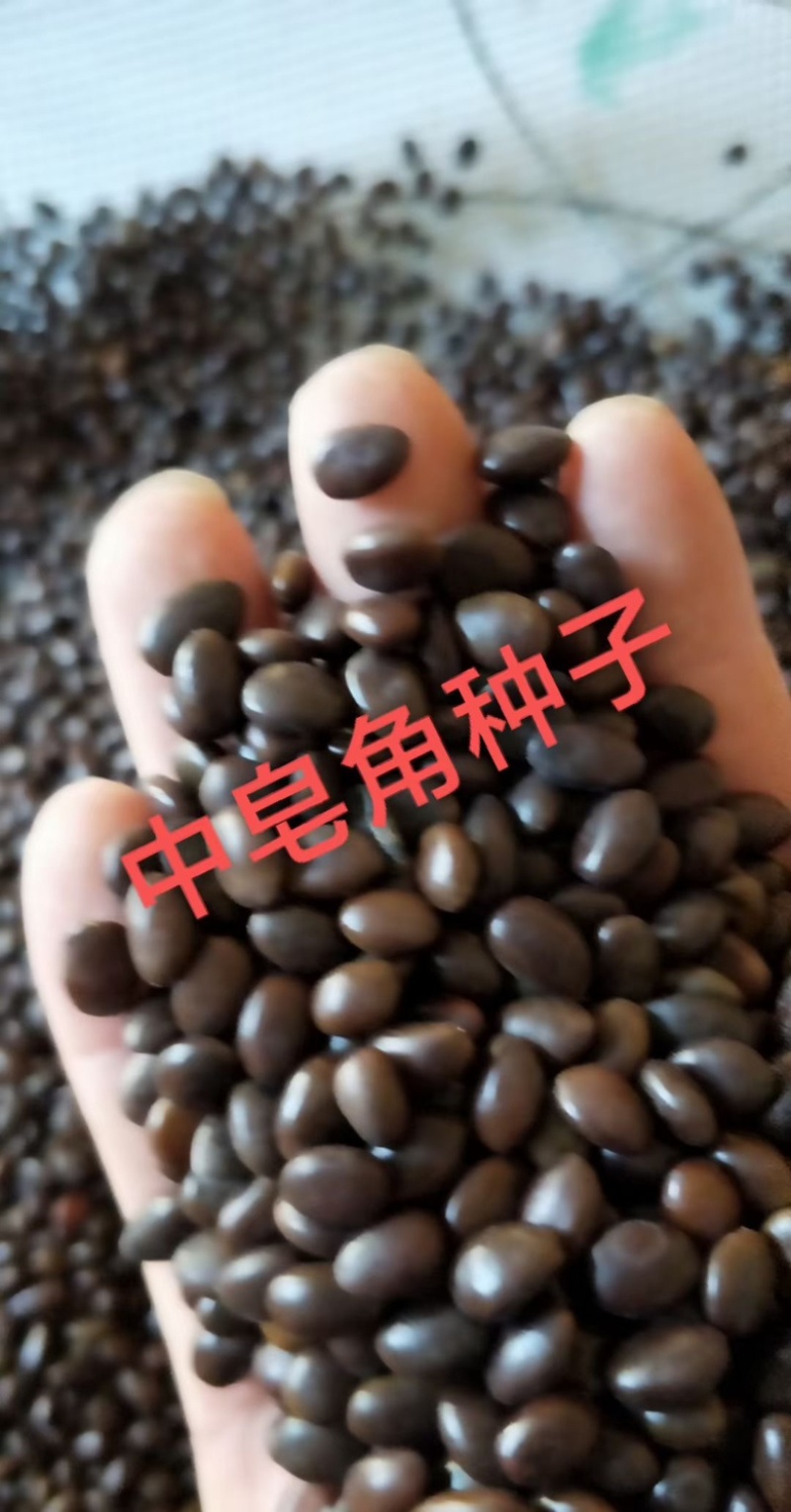 中皂角种子大皂角种子篱笆围栏