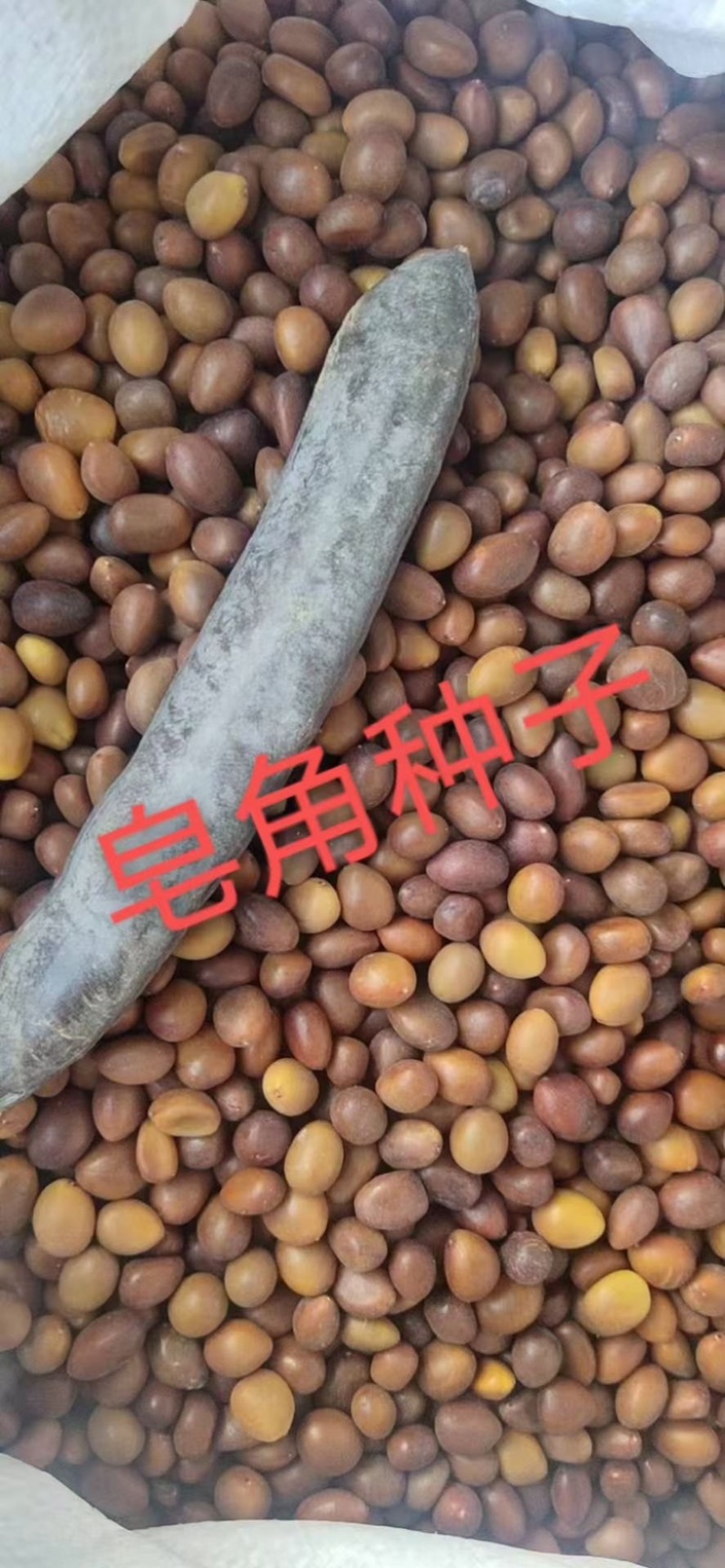 中皂角种子大皂角种子篱笆围栏