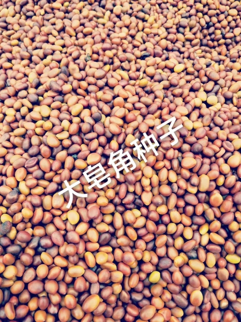 中皂角种子大皂角种子篱笆围栏