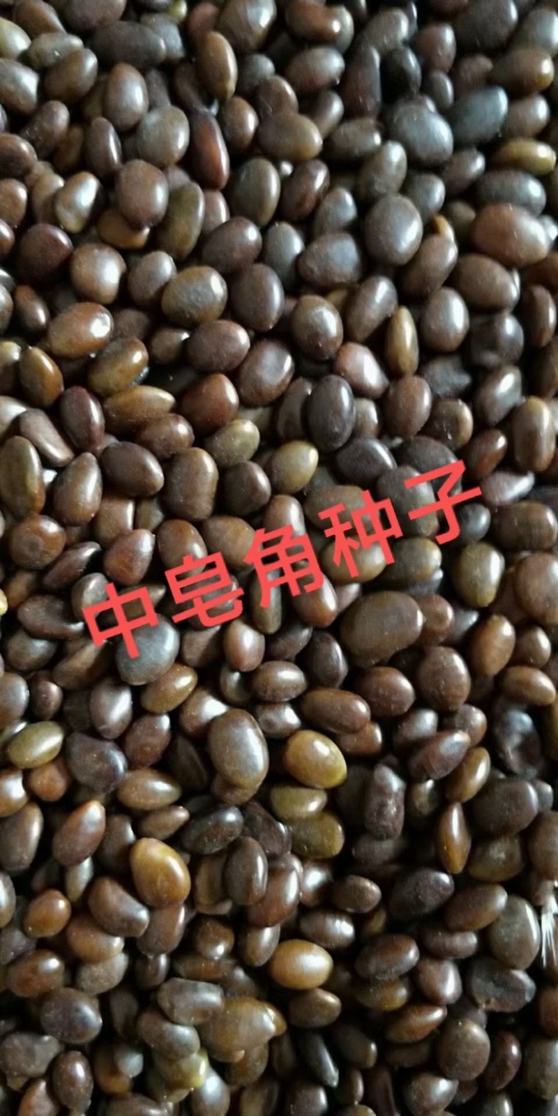 中皂角种子大皂角种子篱笆围栏