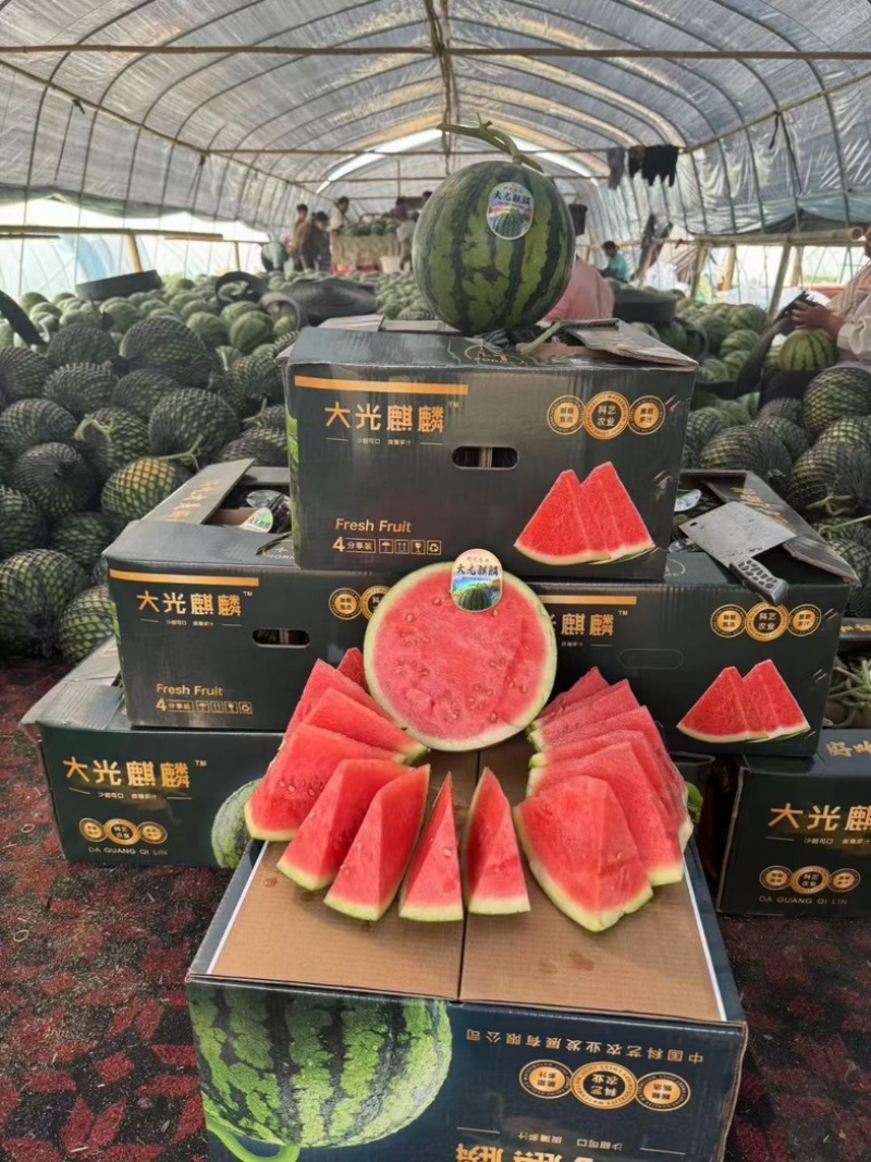 台农甘肃麒麟美都，大量供应，质量三包，发往全国。